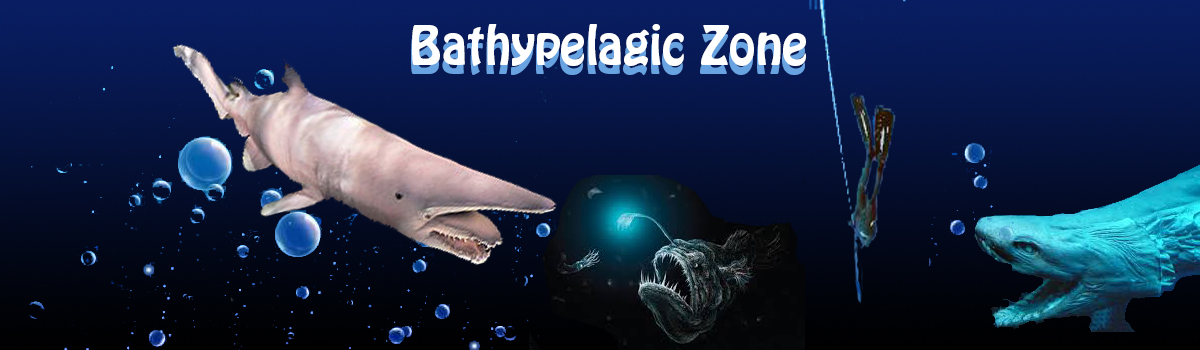 slider image Bathypelagic region