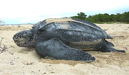 Image of the Leather Turtle