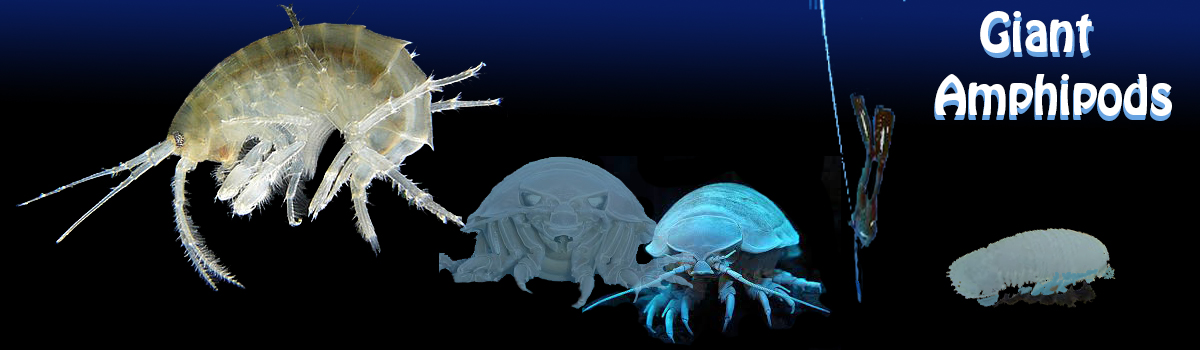 Image of Giant Isopod