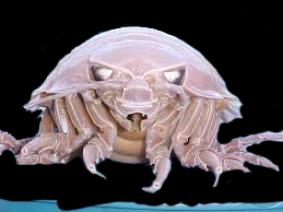 Image of a Isopod