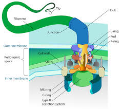 Picture of the bacterial flagellum illustrates irreducible complexity of a small organism.