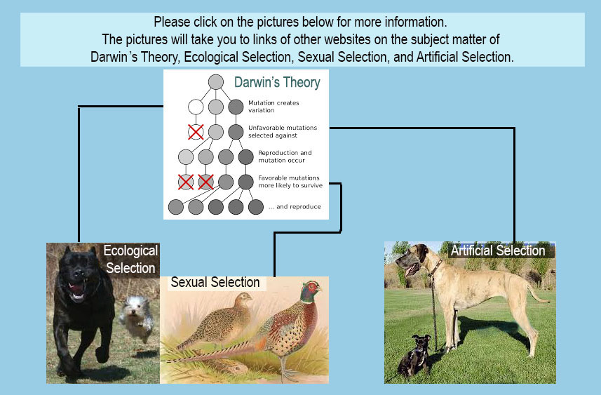 Image of Ecological, Sexual, and Artificial Selection