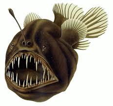 Picture of anglerfish