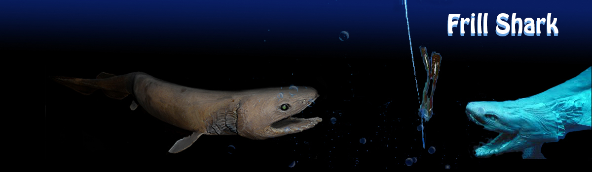 Image of Viperfish