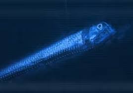 Image of a Viperfish